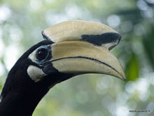 Hornbill - Malaisie